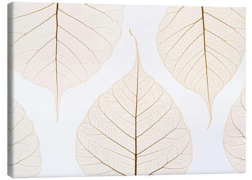 Canvas print Transparent leaves