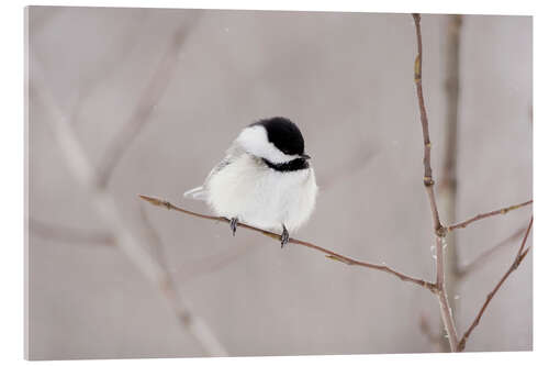 Acrylic print fluffy birdy