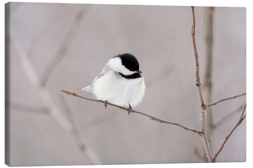 Canvas print fluffy birdy