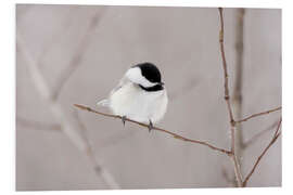 Foam board print fluffy birdy