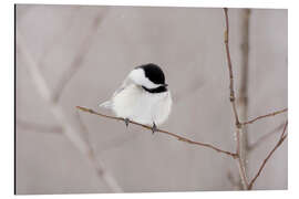 Magnettafel flauschiges Meislein