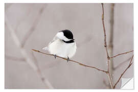 Wall sticker fluffy birdy