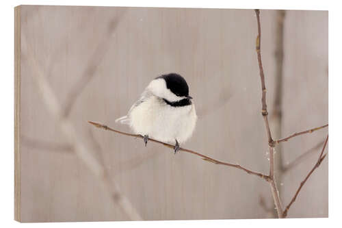 Puutaulu fluffy birdy