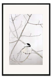 Gerahmter Kunstdruck Meise auf einem Ast