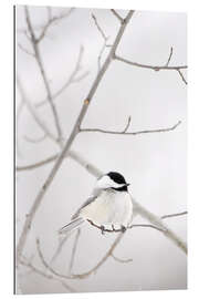 Gallery print Bird on a branch