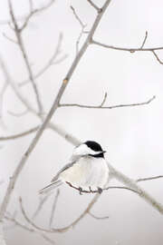 Magnettafel Meise auf einem Ast