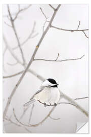 Wall sticker Bird on a branch