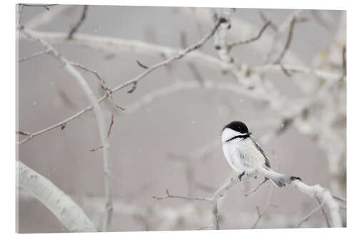 Obraz na szkle akrylowym Small Bird On Tree Branch