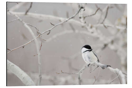 Aluminium print Small Bird On Tree Branch