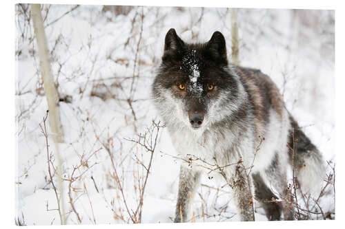 Acrylic print Wolf In The Snow
