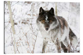 Tableau en aluminium Loup dans la neige