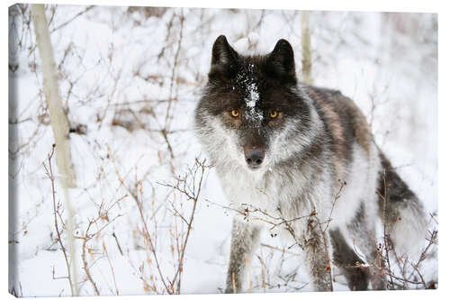 Stampa su tela Wolf In The Snow