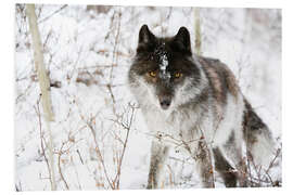 Stampa su PVC Wolf In The Snow