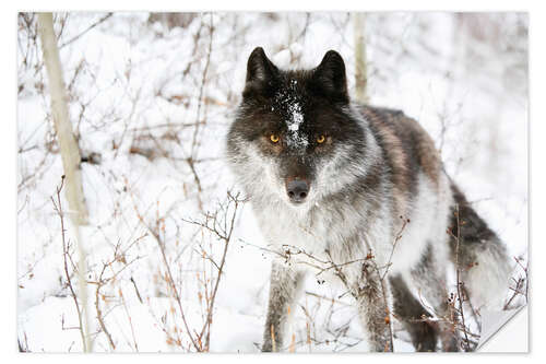 Wandsticker Wolf im Schnee