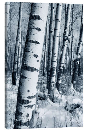 Canvas print Winter Forest