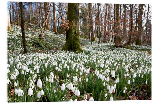 Acrylic print Snowdrop