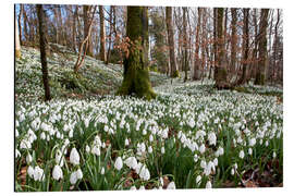 Aluminium print Snowdrop