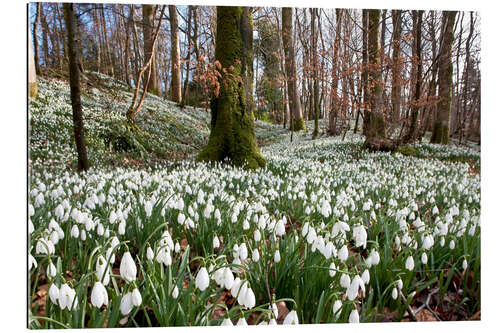 Gallery print Snowdrop