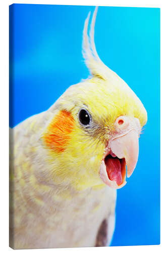 Canvas print Cockatiel (nymphicus hollandicus)