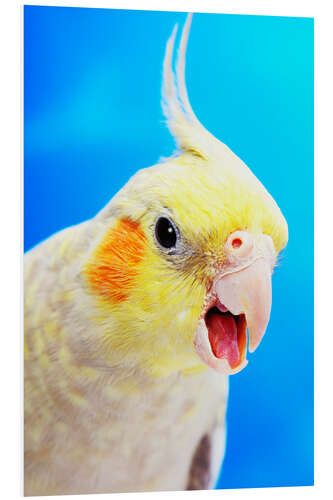 Foam board print Cockatiel (nymphicus hollandicus)