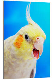 Magnettafel Nymphensittich