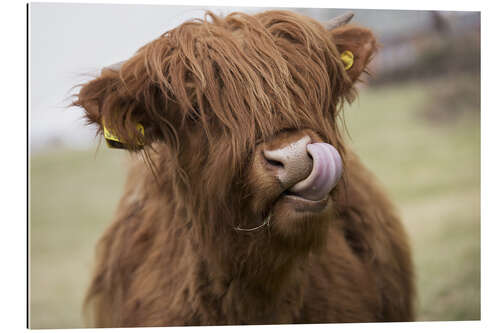 Galleriprint Highland Cattle Licking It's Lips