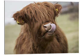 Gallery print Highland Cattle Licking It&#039;s Lips