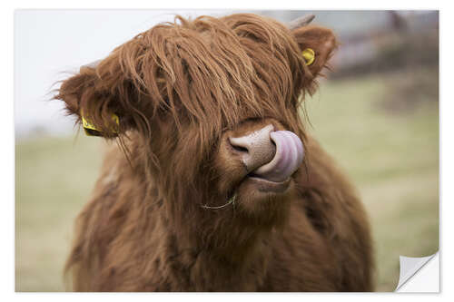 Selvklebende plakat Highland Cattle Licking It's Lips