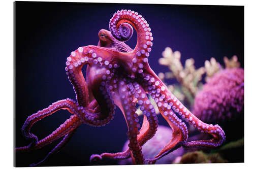 Gallery print Octopus