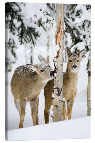 Canvas print Deers in a winter forest