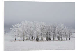 Tableau en aluminium Oasis dans la neige