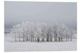 Stampa su PVC Trees in a field