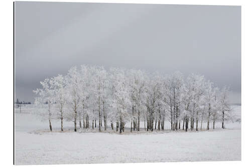 Gallery print Trees in a field