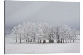 Gallery Print Oase im Schnee