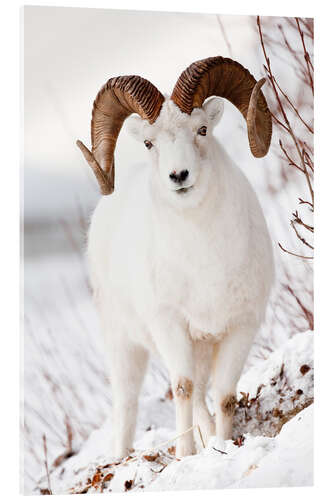 Akrylbilde Curl Dall Sheep