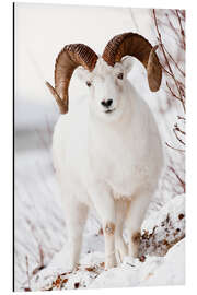 Aluminiumsbilde Curl Dall Sheep