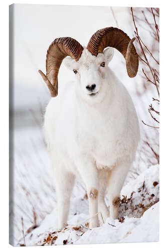 Canvas print Curl Dall Sheep