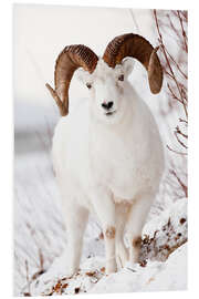 Foam board print Curl Dall Sheep