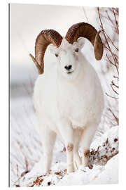 Gallery print Curl Dall Sheep