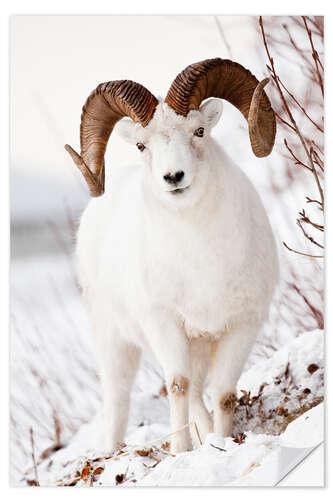 Naklejka na ścianę Curl Dall Sheep