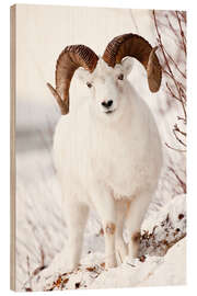 Trebilde Curl Dall Sheep