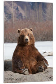 Aluminium print sitting Brown Bear