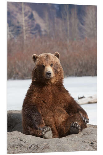 PVC-tavla sitting Brown Bear