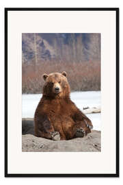 Gerahmter Kunstdruck Sitzender Braunbär 