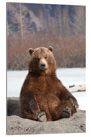 Gallery print sitting Brown Bear