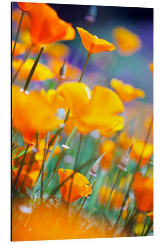 Tableau en aluminium Coquelicots jaunes