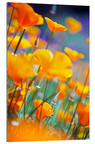 Galleriprint California Poppies