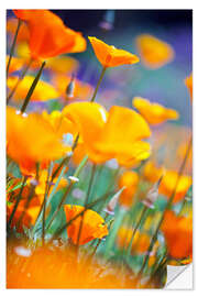 Autocolante decorativo California Poppies