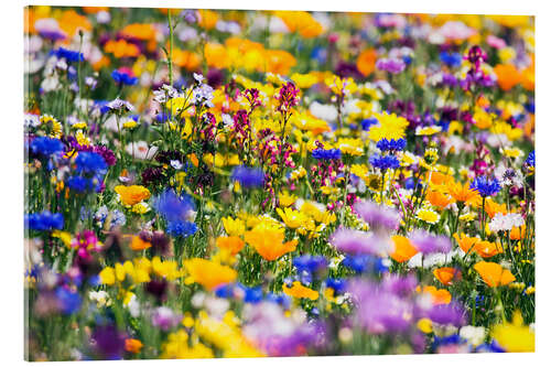 Acrylglasbild Wildblumen