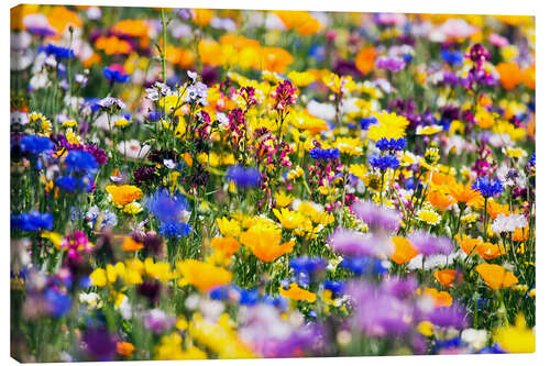 Canvastavla Wildflowers